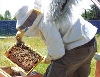 API DI CITTA' - Una storia torinese tra uomini e miele