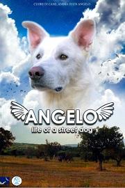 Angelo - Life of a Street Dog